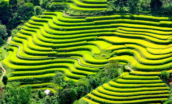 Hoang Su Phi terrace field - Ha Giang